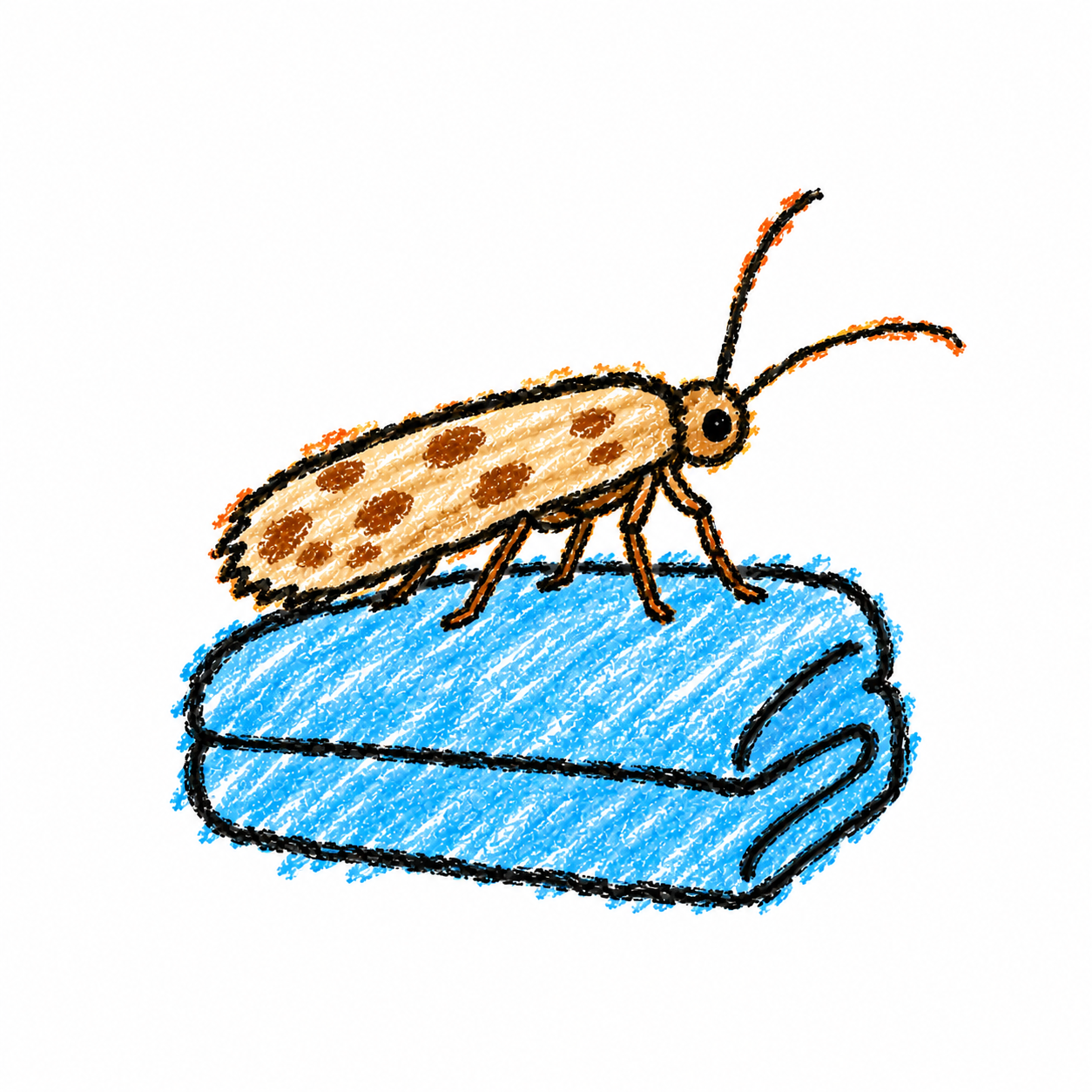 Clothes moth Scene