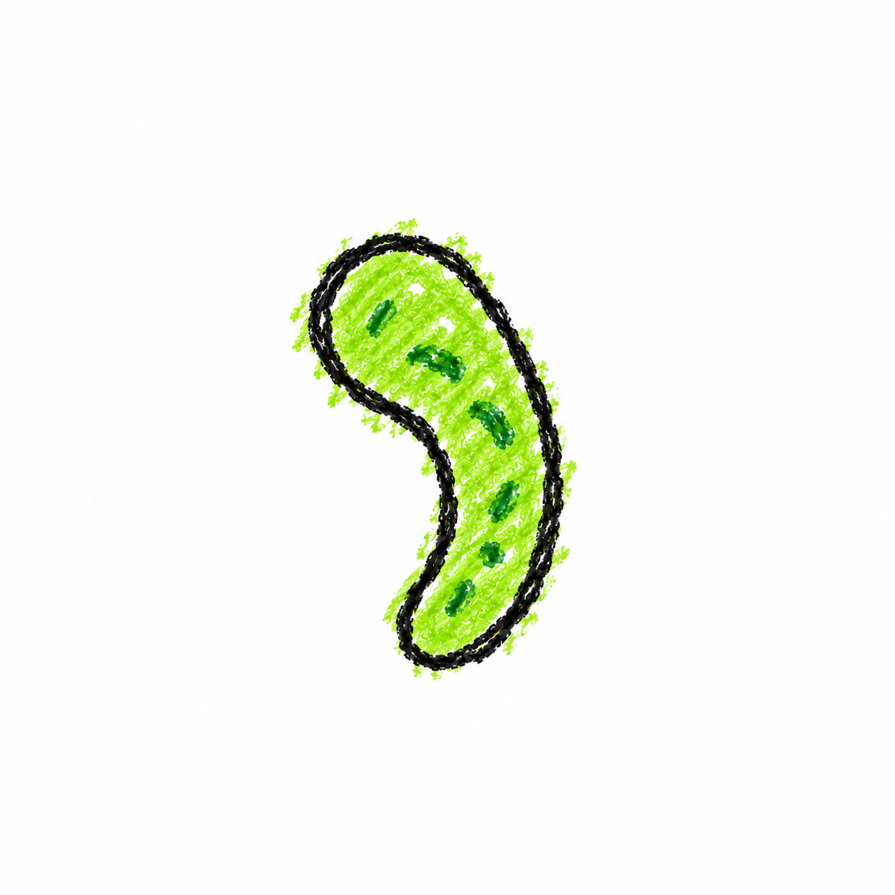 Curved Bacterium (Diagram)