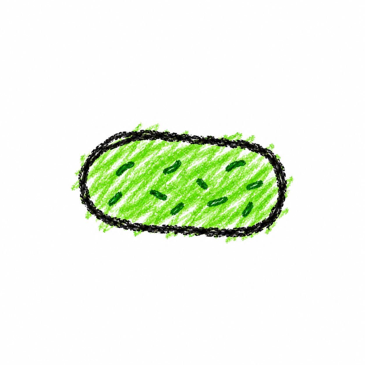 Short Rod-Shaped Bacterium (Diagram)