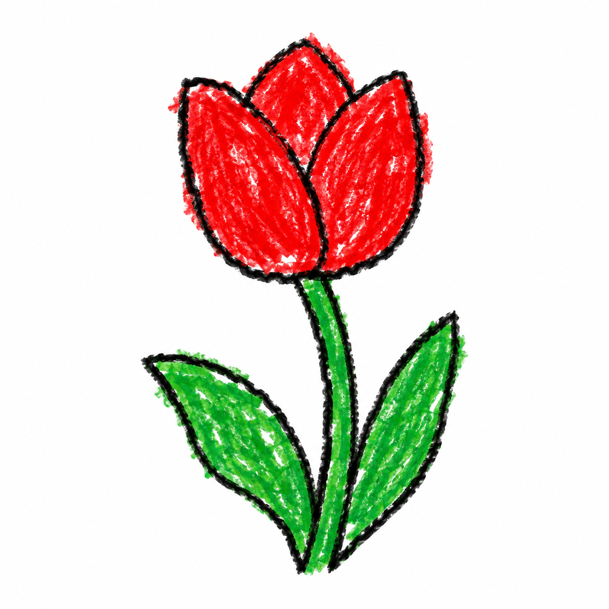 Tulipan