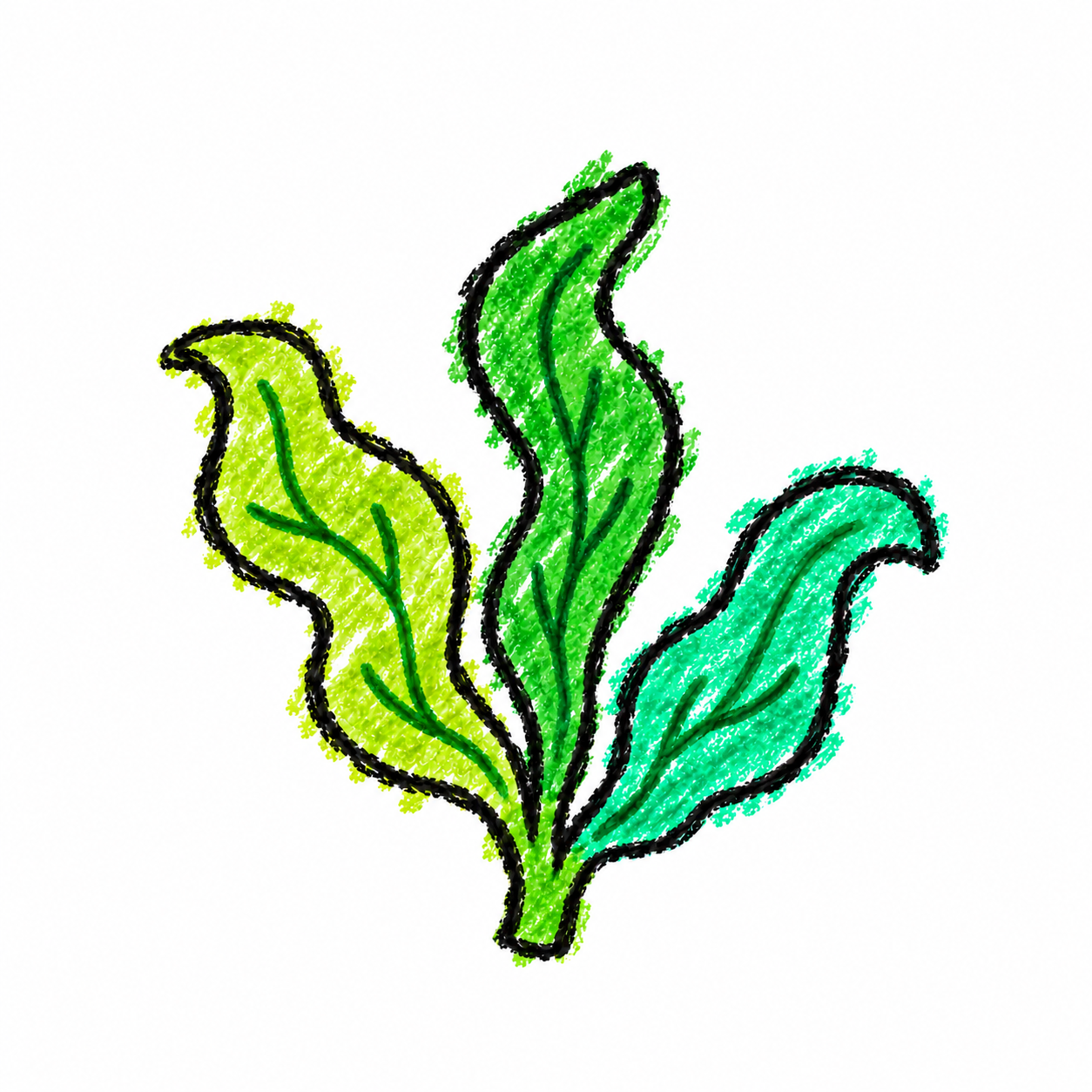 Alga kelp
